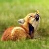 thesnootyfox2